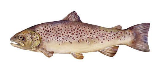 Watercolor river trout or brown trout (Salmo trutta fario). Hand drawn fish illustration isolated on white background.