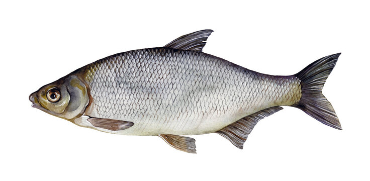 Watercolor vimba bream or vimba (Vimba vimba). Hand drawn fish illustration isolated on white background.