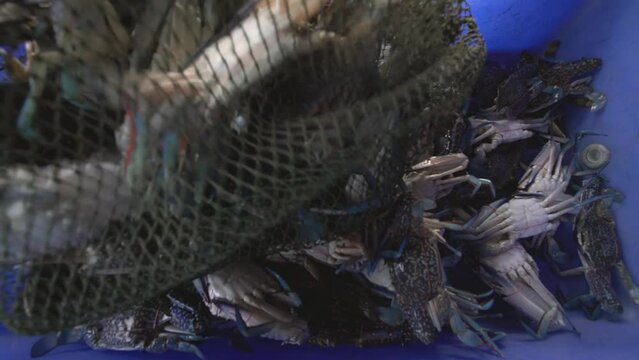 A fisherman pours blue crab from the net into a blue plastic tub.