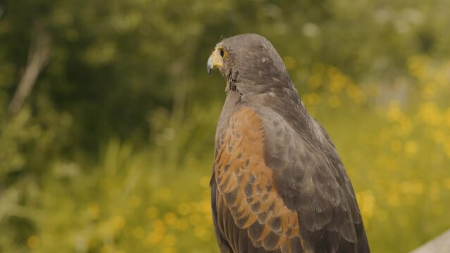 Close up portrait of a wild Harris Hawk