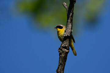 Male Common Yellow Throat Warbler perched on a branch
