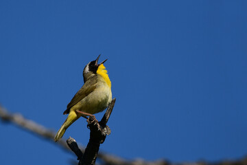Male Common Yellow Throat Warbler perched on a branch singing
