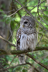 Summer scene of a Barred Owl perched in a cedar forest looking around