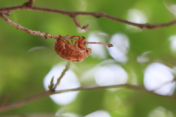セミの抜け殻