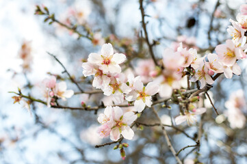 Blossoming almond branch on a sunny day on a blurred background