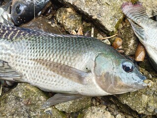 Tilapia. Fresh Tilapia fish on stone. Freshwater Fish. In Indonesia also known as Ikan Nila or Mujair. Farmed Fish. Tribe Tilapiine cichlid.