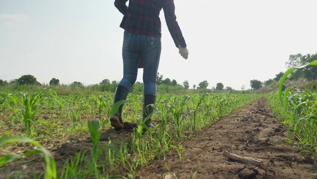 Agricultural, female farmer working to fertilize corn in her corn field.