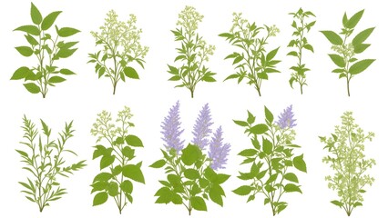 Set of leaves and inflorescences of flowers on a white background.