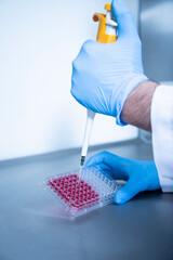 Cell culture experiments 