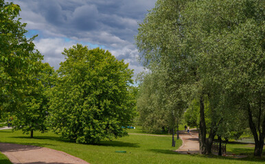 Fototapeta premium trees in the park
