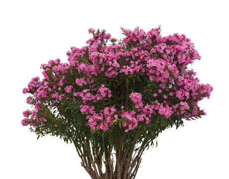 Freigestellter bl&radic;&ordm;hender Oleander Busch isoliert auf transparentem Hintergrund