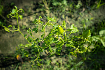 Fototapeta premium Capturing the Struggle: Chili Plant Affected by Mosaic Virus