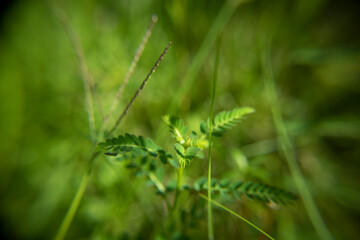 Nature's Resilience: Weed Plant Thriving in Morning Greenery