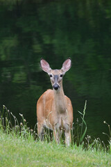 White tailed deer standing in water at the edge of a pond