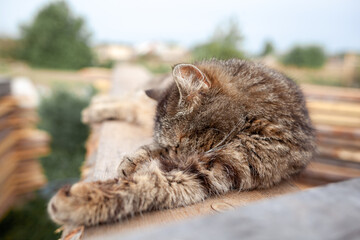 A beautiful gray cat in close-up lies and rests on a table in nature. The cat then looks into the camera then sleeps.
