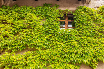 Background of bright green climbing ivy