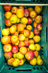 Yellow apples in market in Ireland