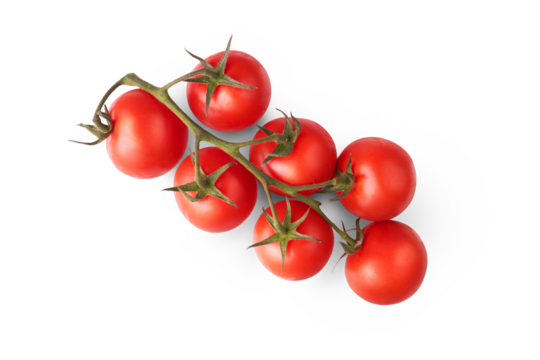 A bunch of ripe juicy red tomatoes on the vine isolated against a transparent background