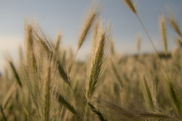 Obraz premium wheat field at the sunset