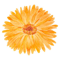 Orange calendula officinalis watercolor hand drawn illustration. Flower for natural herbal medicine, healthy tea, cosmetics and homeopatic remedies. Botanical element for labels, eco goods, textiles - obrazy, fototapety, plakaty
