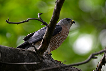 Levant sparrowhawk, male // Kurzfangsperber, Männchen (Accipiter brevipes) - Chalkidiki, Greece