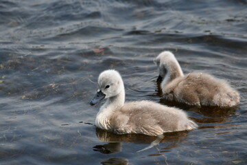 Two baby cygnet Mute swans swimming on lake