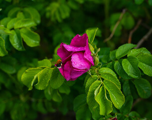 wild Rose