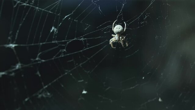 Close up, small white spider catches prey sitting on its web iridescent in morning sun. Spider on getting caught by flying flies.