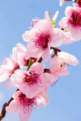 blooming peach trees on blue sky background