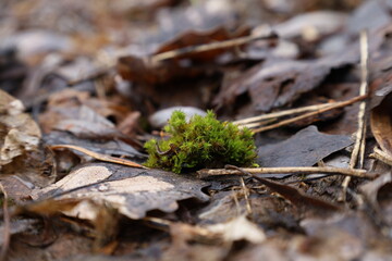 moss in the spring forest, macro forest, moss covered tree