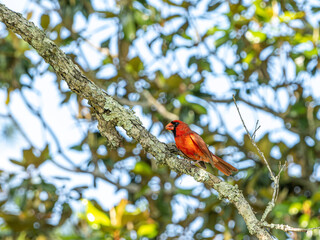 Northern Cardinal, Cardinalis cardinalis perched in a tree against a bright blue sky.