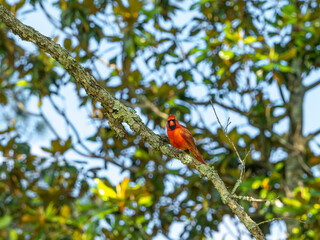 Northern Cardinal, Cardinalis cardinalis perched in a tree against a bright blue sky.