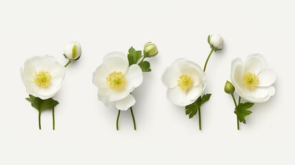 Collection of white or cream buttercup flowers and buds, isolated, transparent background, top view, flat lay, AI generated