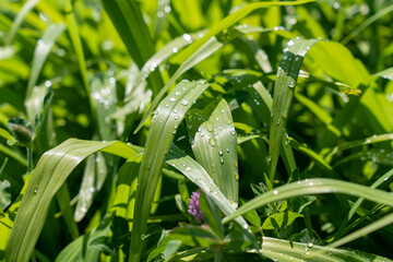 植物の葉についた大きな水滴