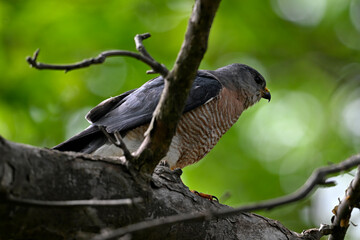 Kurzfangsperber, Männchen // Levant sparrowhawk, male (Accipiter brevipes) - Chalkidiki, Greece