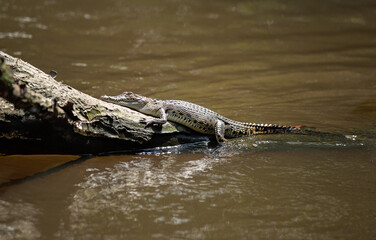 Crocodile relaxing on the tree