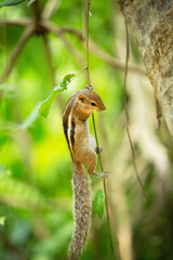 Chipmunk on a tree in jungle
