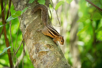 Chipmunk on a tree in jungle