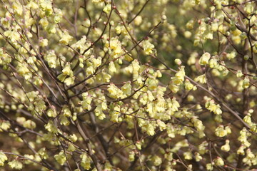 yellow flowers