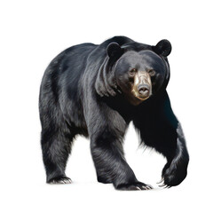 Black bear isolated on white created with Generative AI