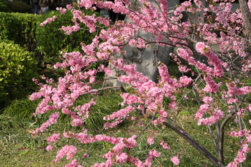 pink flowers in a garden
