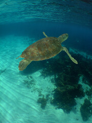 a beautiful green turtle in the crystal clear waters of the caibe sea