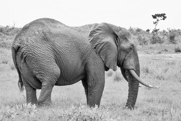 African Elephant