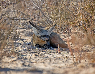 Bat-eared Fox
