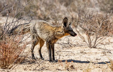 Bat-eared Fox