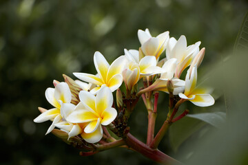 white frangipani flower