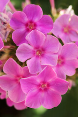 Summer colorful pink flowers in the garden