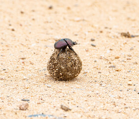 Dung Beetles