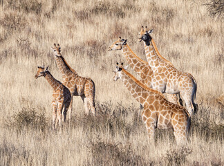Giraffe © Cathy Withers-Clarke