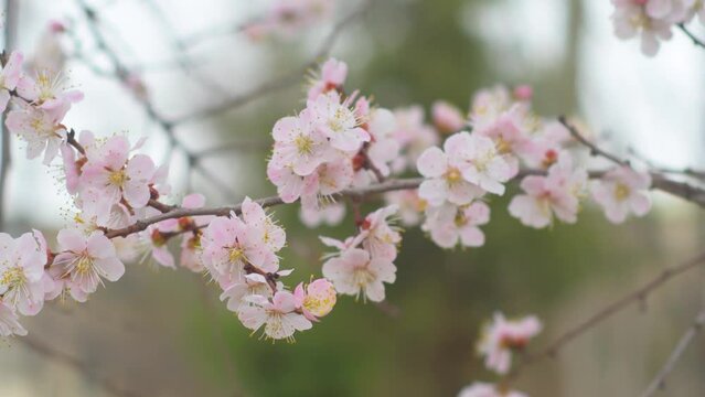 Close-up of blooming light pink cherry tree flowers. Spring background with swaying tree branches in bloom.